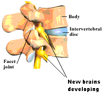 Spine Development