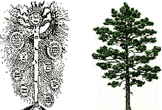 Tree of Life and the pine tree