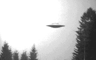 UFO's visiting the pine forest